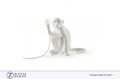 Lampada Monkey Lamp Seletti ZUCCHI  arredamenti scimmia simpatica e furtiva Arte design 07